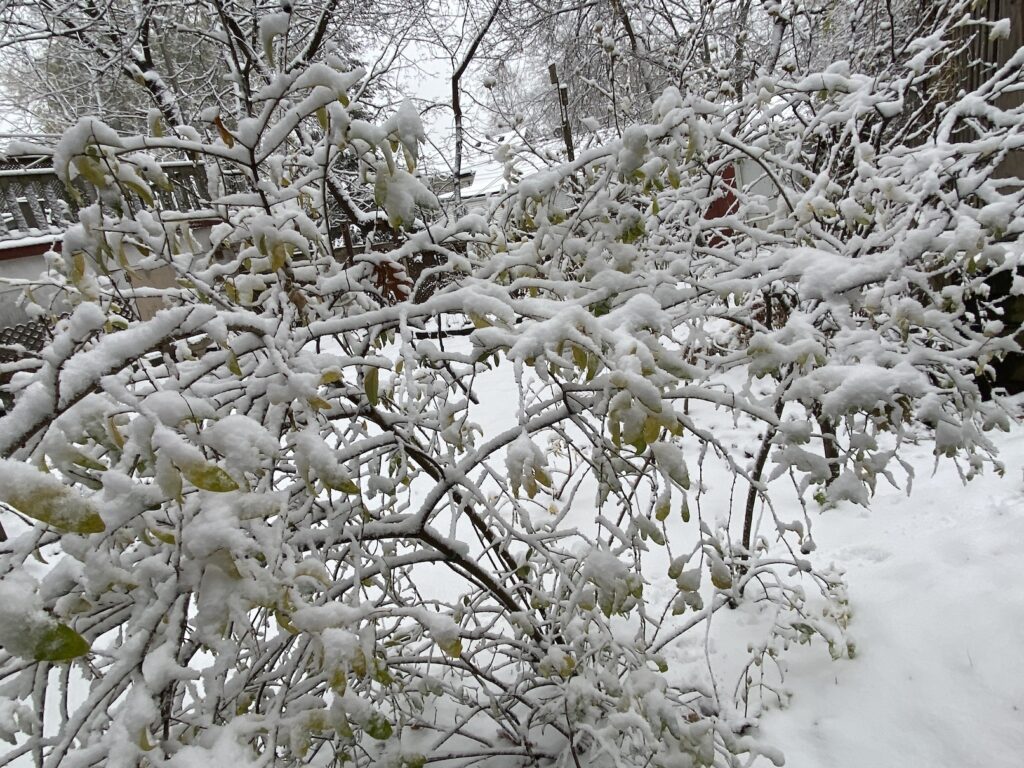 Tree heavy with snow